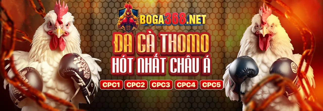 Sân đấu đá gà trực tuyến sôi động tại mebet nhà cái